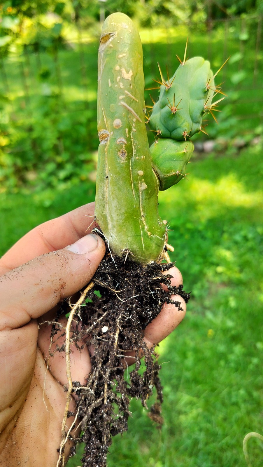 Sacred Cactus – Bridgesii TBM -Short Type- Fully Rooted ( Exact Cactus)