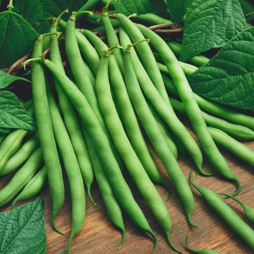 20 Blue Lake Stringless Pole Bean Seeds – harvest date 9/24 for planting 2025