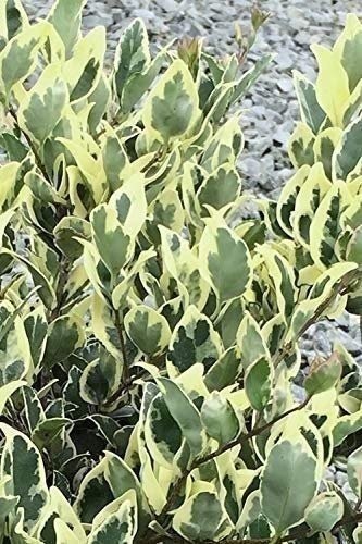 Ligustrum Japonicum Jack Frost Privet | Live Plants | Variegated Evergreen