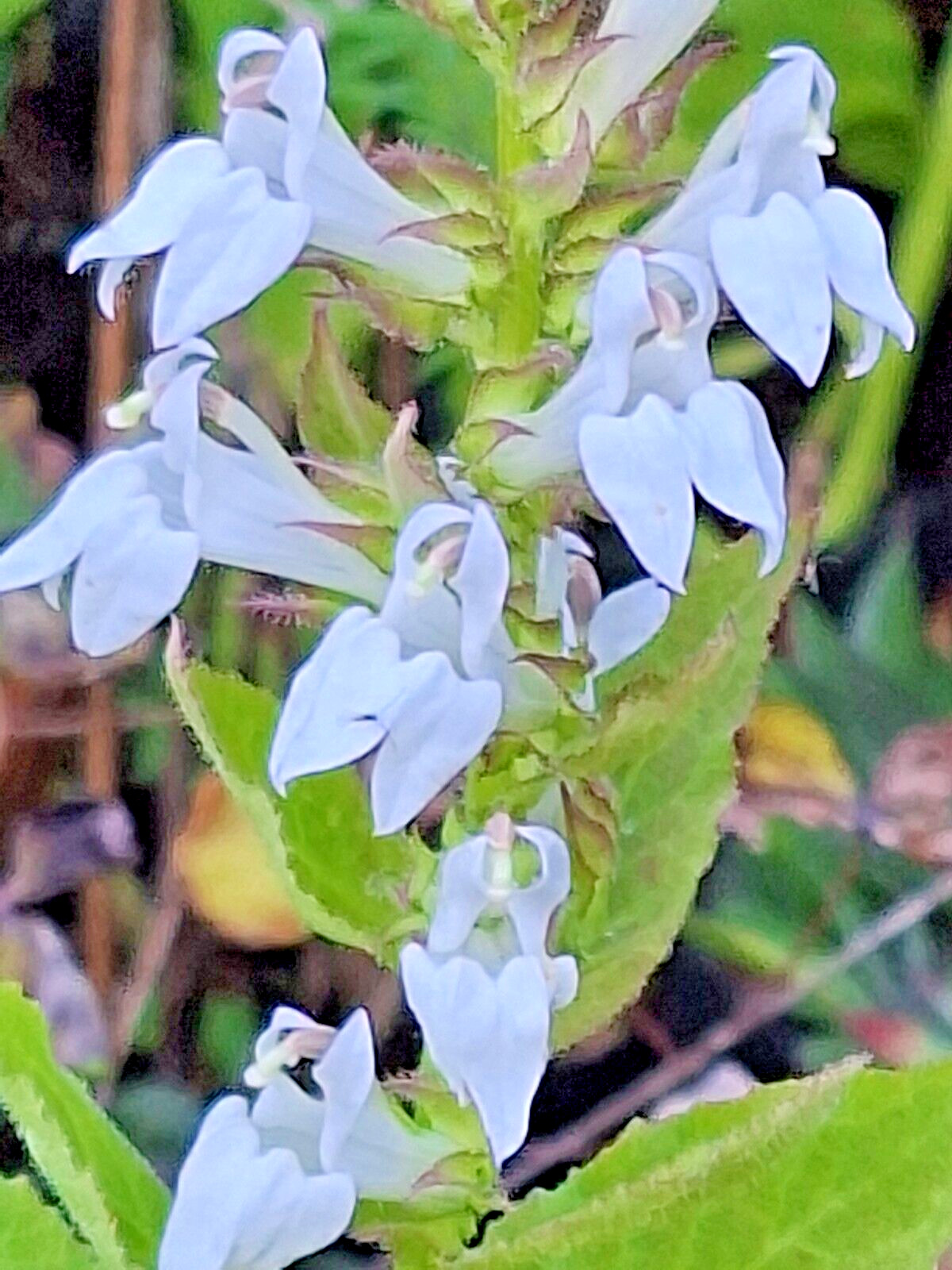 Giant white lobelia 253 SEEDS, LOBELIA SIPHILITICA hardy, EZ to grow, USA seller