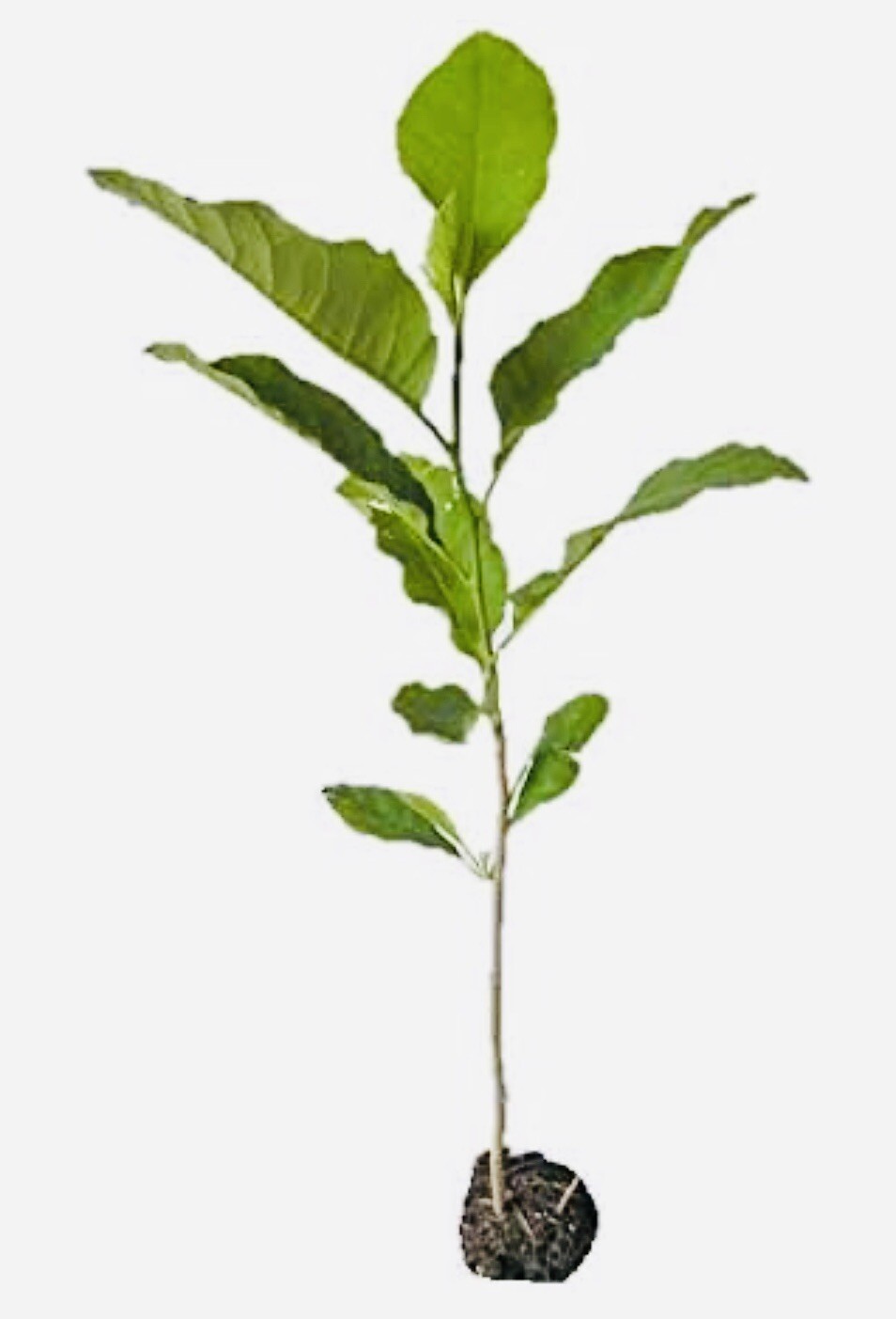 1 PACK 4” POT ANN STAR MAGNOLIA TREE GREENHOUSE BEST GIFT LIVE PLANT GUARANTEED