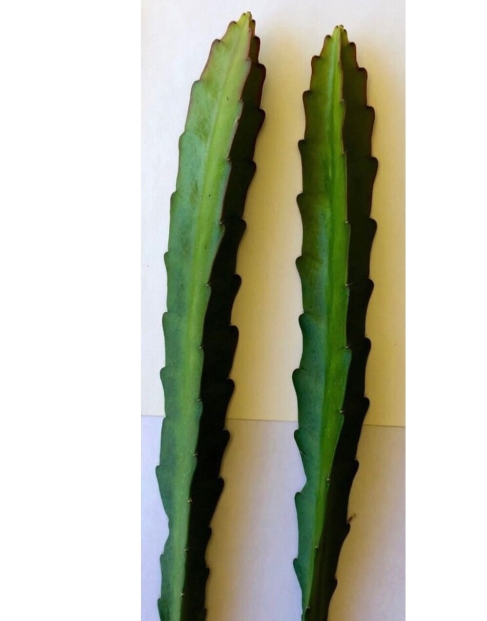 3 cuttings of Red epiphyllum Ackermannii orchid cactus each 5 to 8 inches long