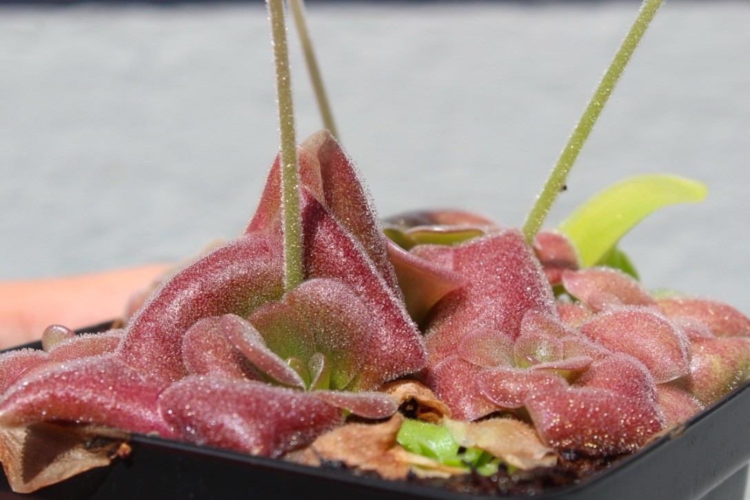 Pinguicula “Mehitable” – young starter plants