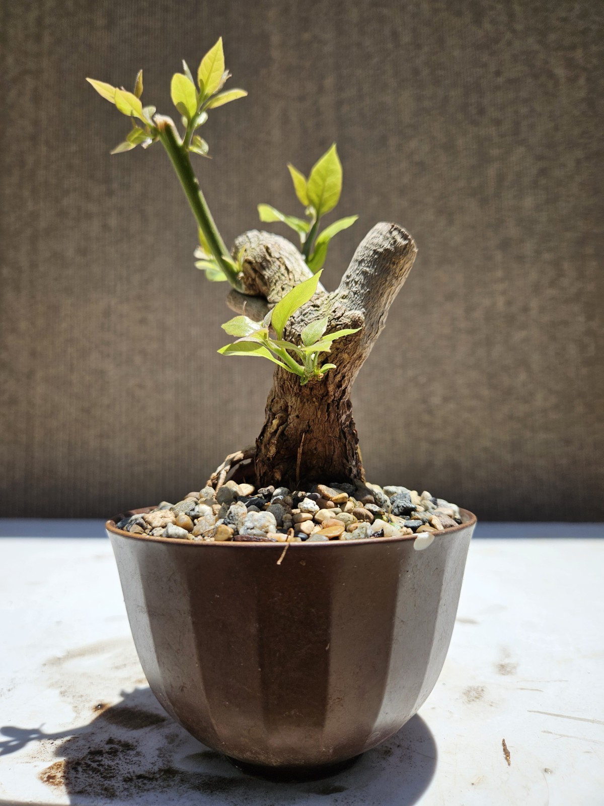 Bougainvillea Purple Bonsai Tree,,, SALE