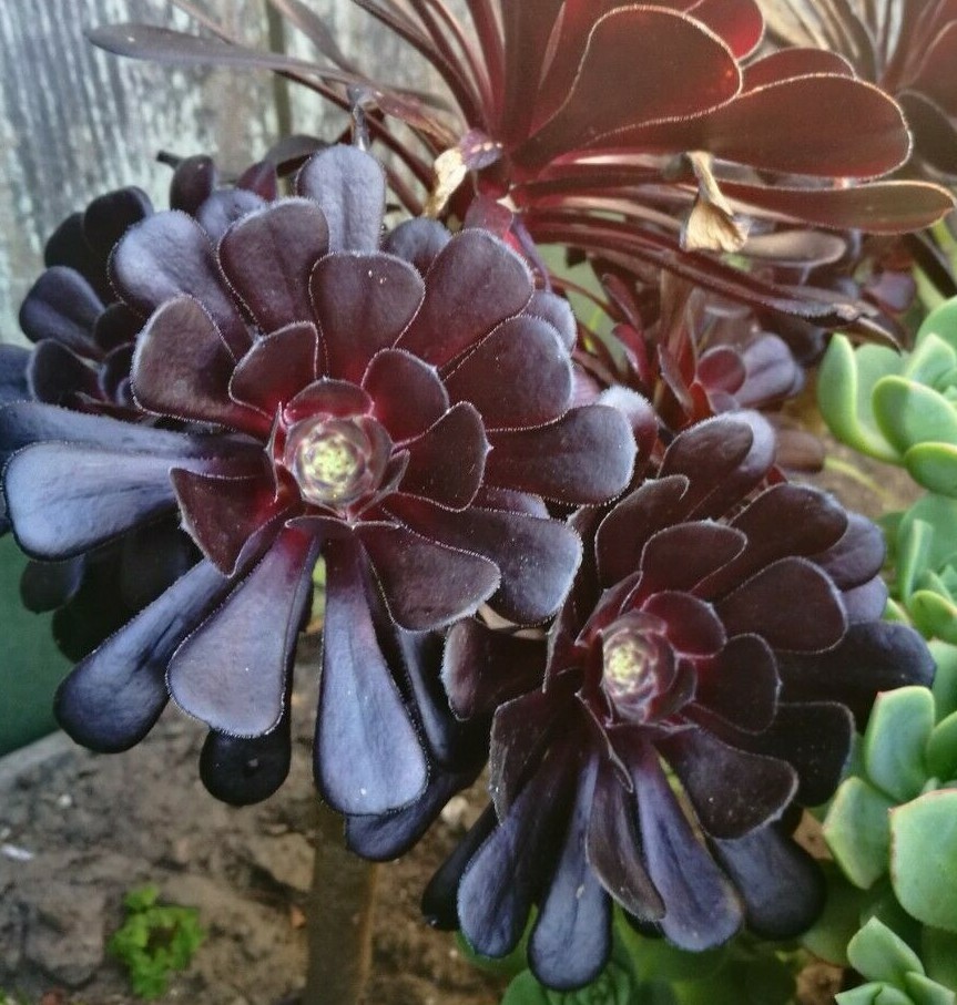 BLACK ROSE Deep Dark Purple Aeonium Arboreum Zwartkopf Succulent 1 cutting