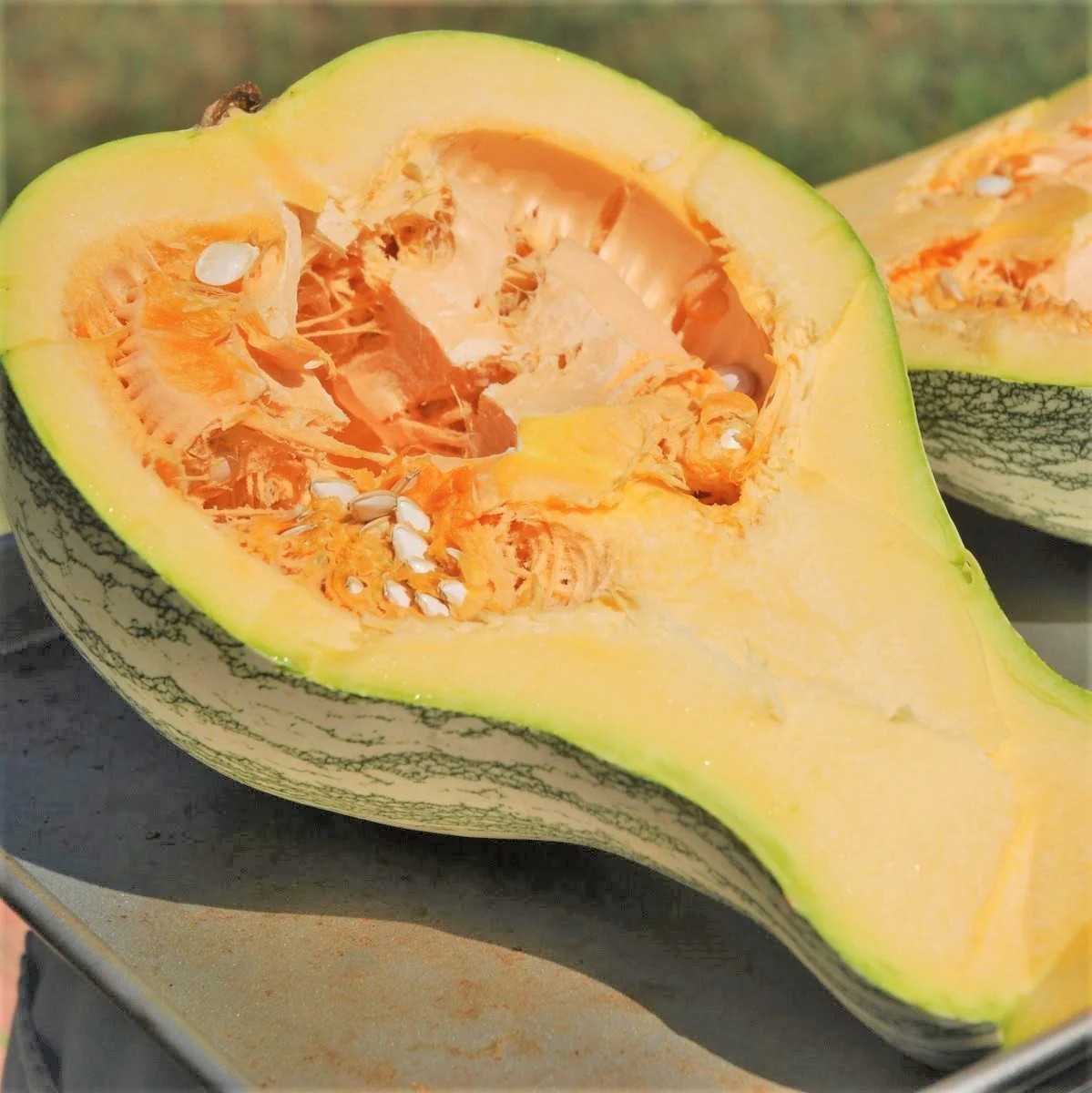 Green Striped Cushaw Squash Seeds | Silver Pumpkin Winter Vegetable Seed 2024