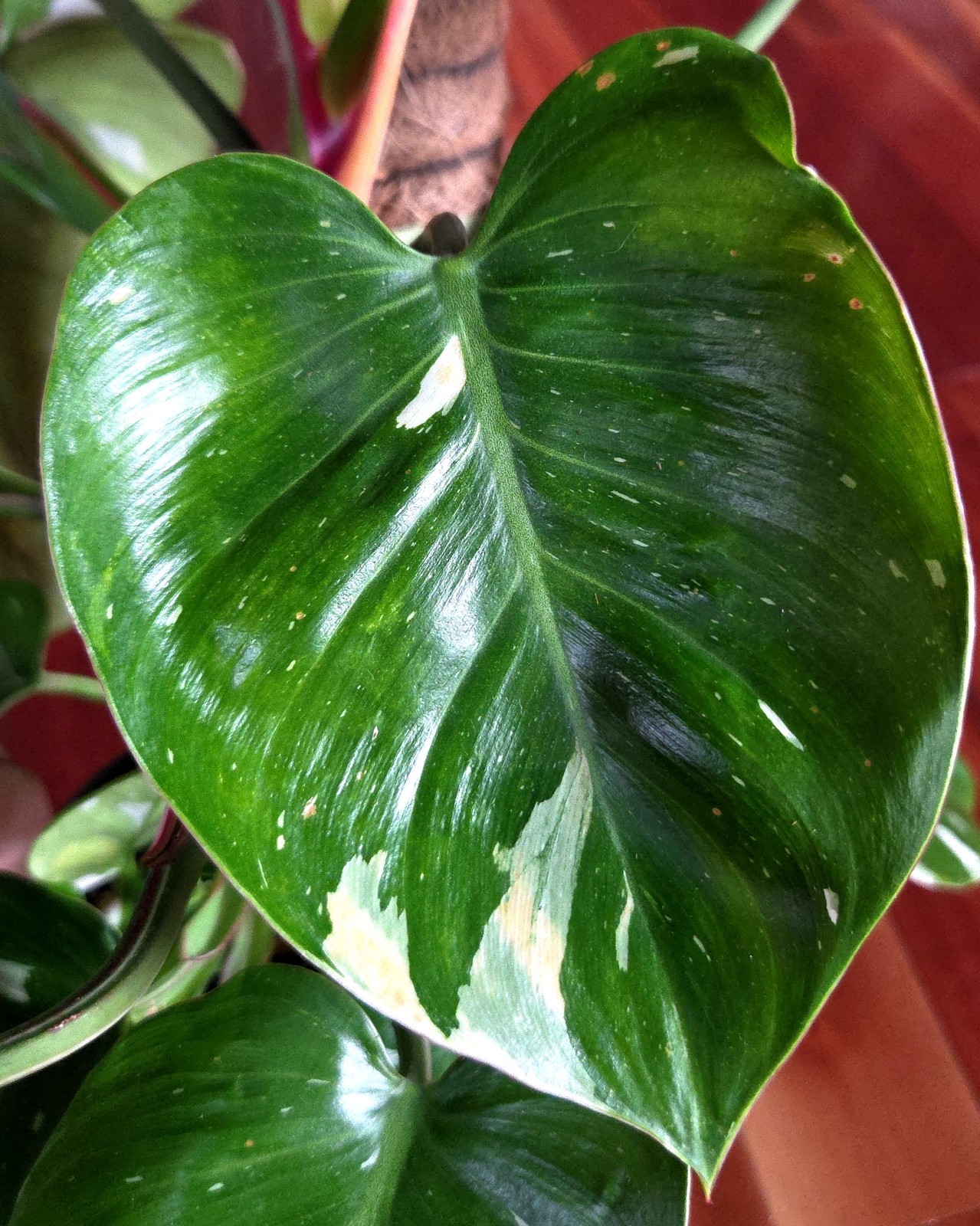 Rare Philodendron White Princess Tricolor 25″ Tall w/ Pups Not Aroid Anthurium
