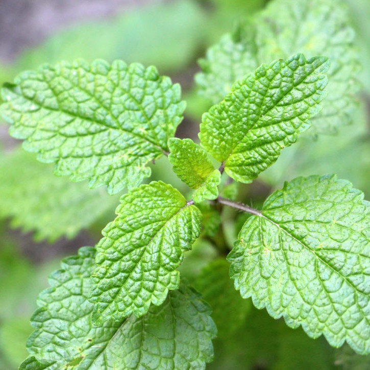 Lemon Balm .443gr Approx 1250 Seeds ORGANIC Non GMO Free Shipping!