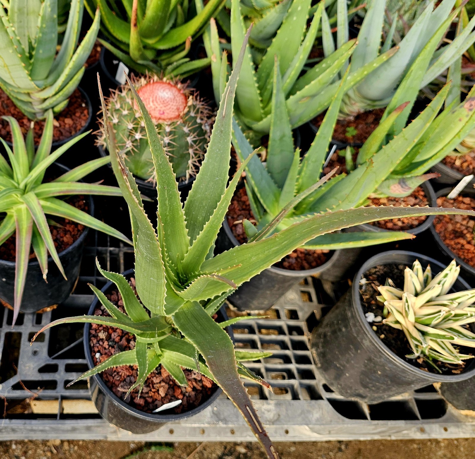 Rare 1g Aloe Mandotoensis – Madagascar Top Shelf Seed Grown