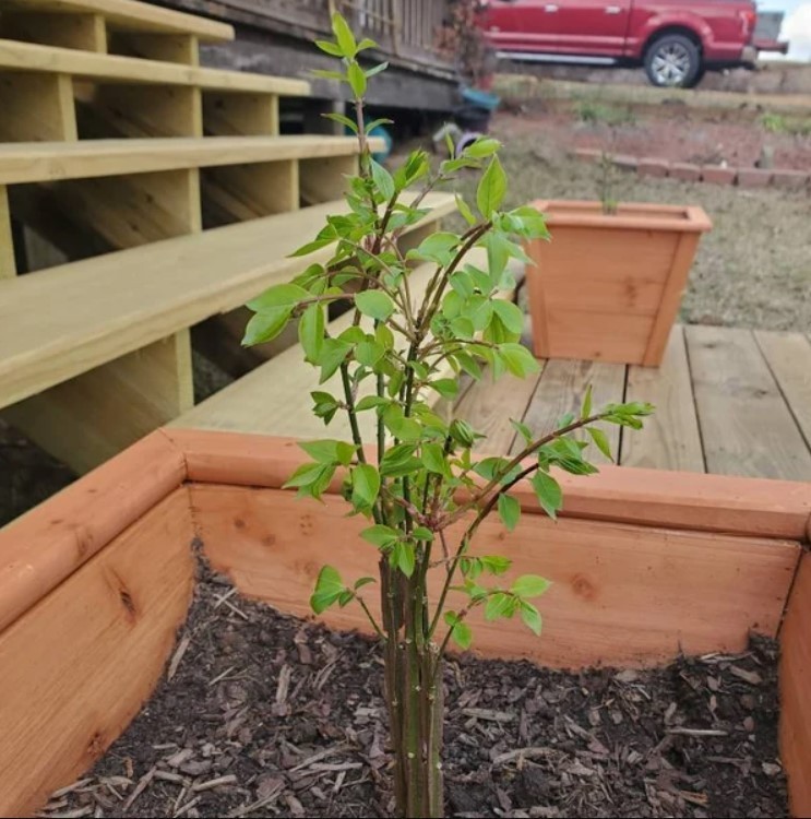 Henry’s Garnet Itea Virginica Sweetspire Live Plant – 6-12″ Tall – Zones 5-9