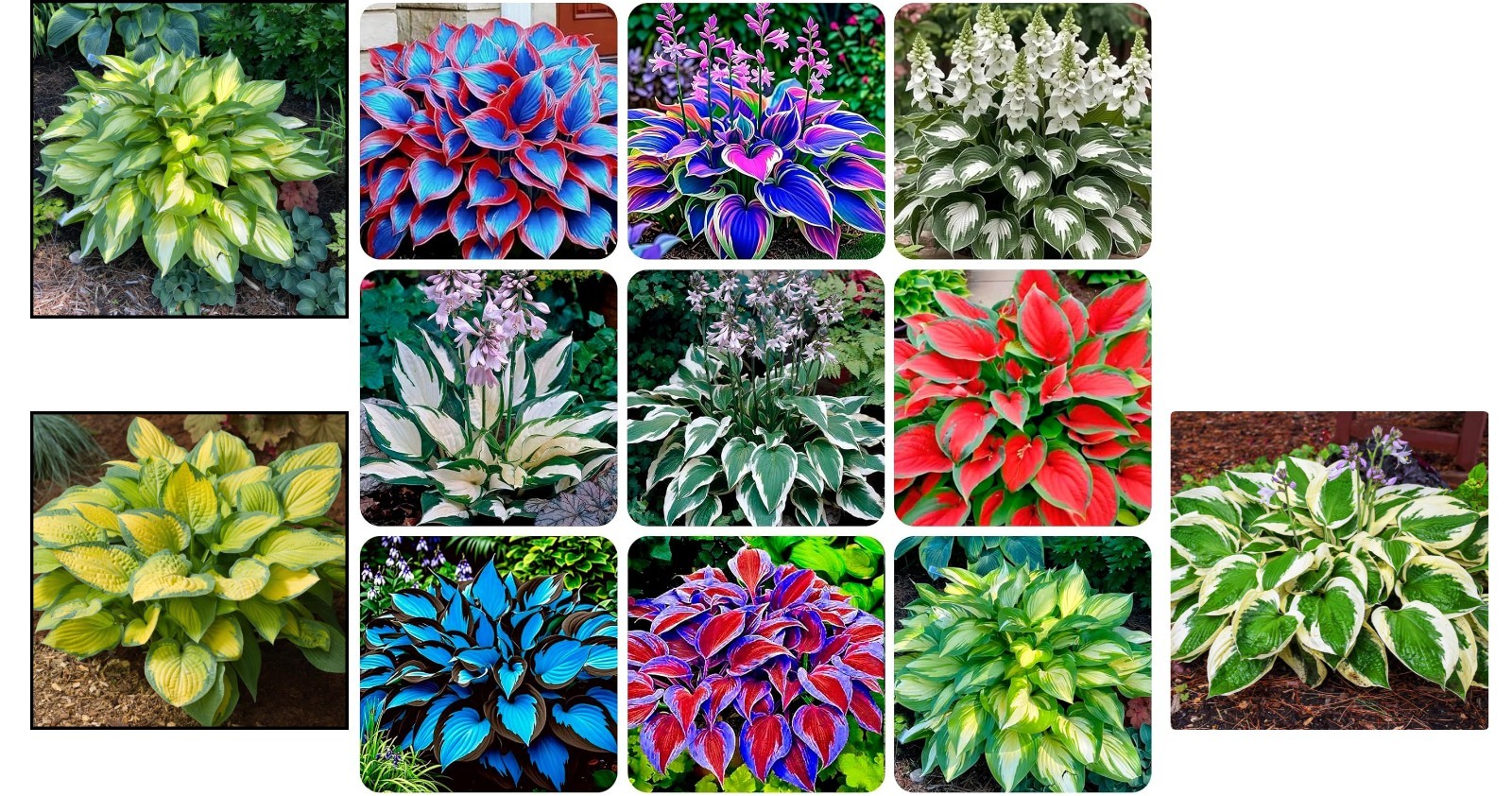 High Germination Rate Hosta Seeds – 200+ Perennial Flowers for -Round Beauty