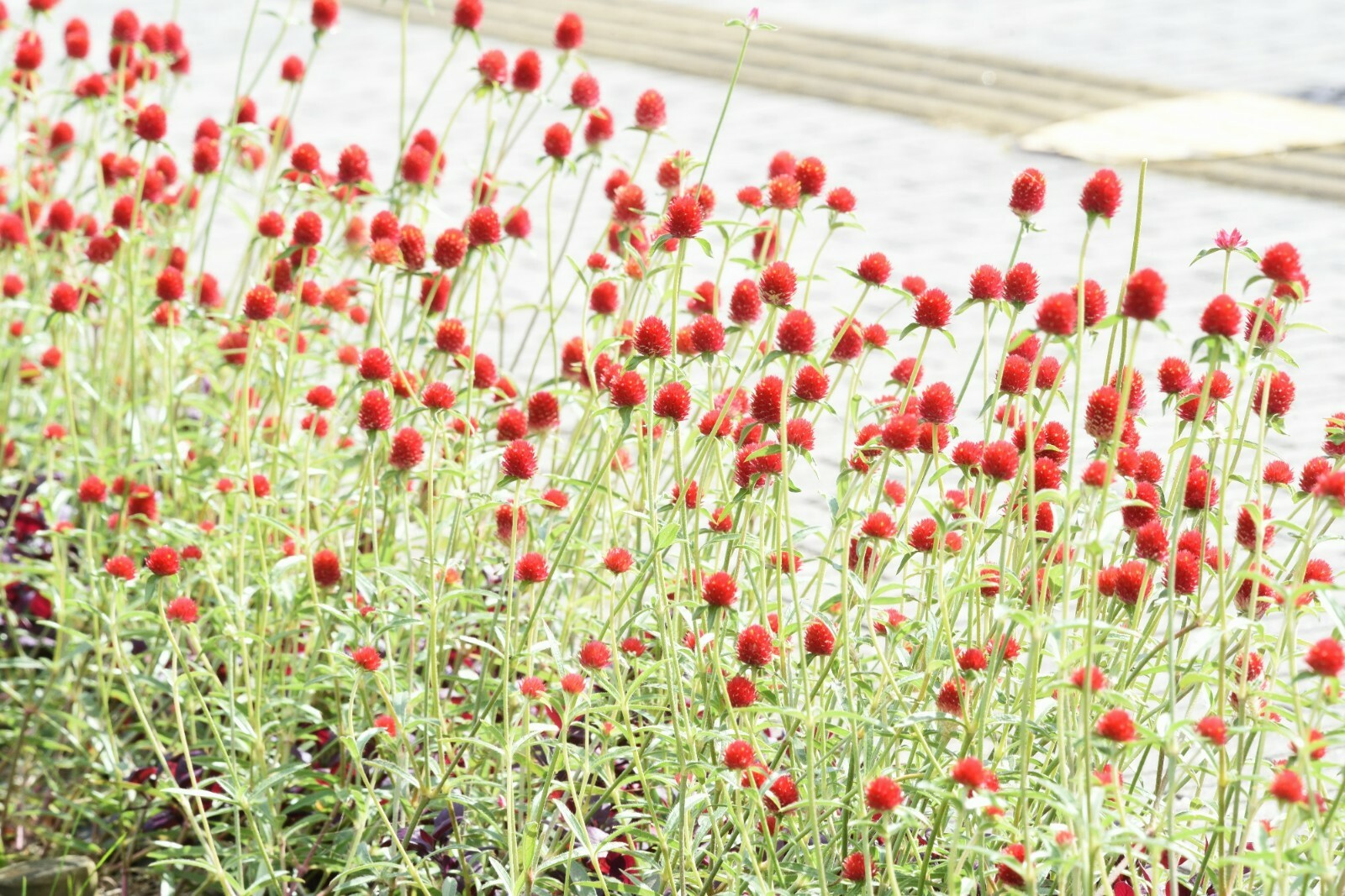 Strawberry Fields {Gomphrena haageana}Globe Amaranth 20+seeds Free US Shipping!