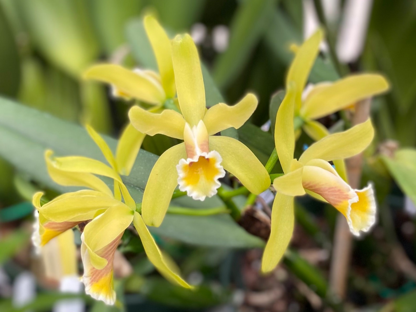 Cattleya luteola. Live Cattleya Orchid Plant. Blooming size Division.