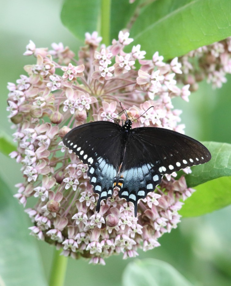 Asclepias syriaca 5 live plants Common Milkweed NOT seed Monarch Butterfly