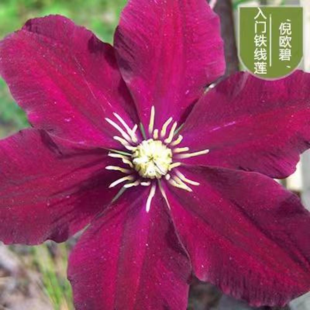 (10) CLEMATIS SEEDS rare exotic climber flower vine garden USA SELLER W/TRACK