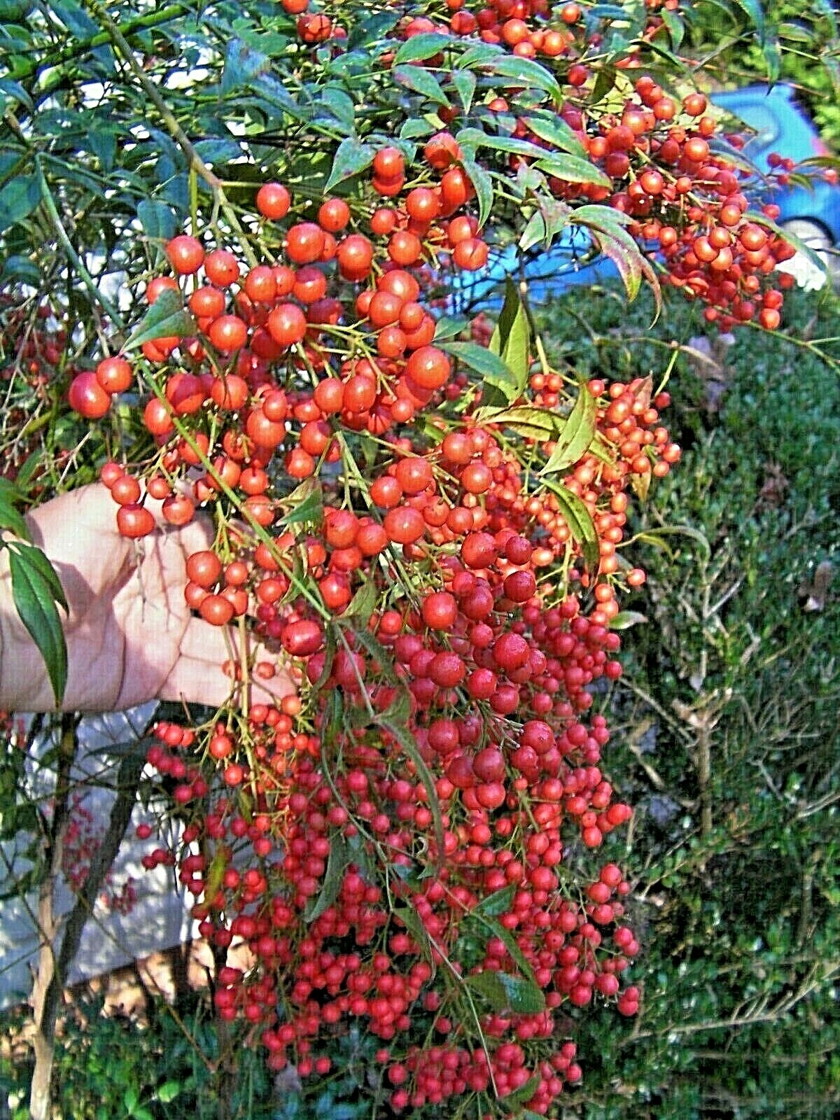 4 seedlings evergreen Nandina Heavenly bamboo hardy ornamental plant bush shrub