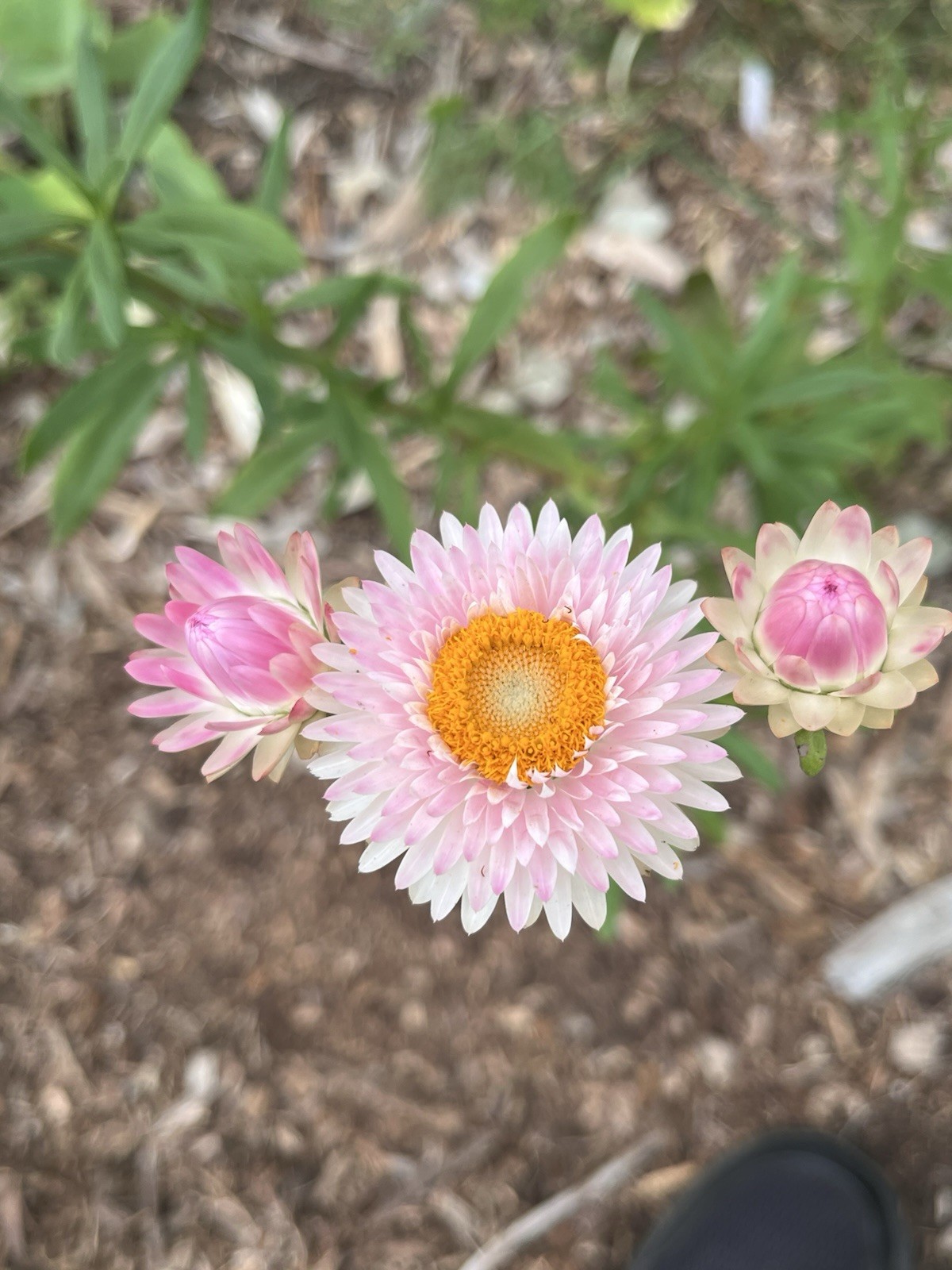 Garden Start Seed Variety Packs (PNW Native, Rare Exotic)