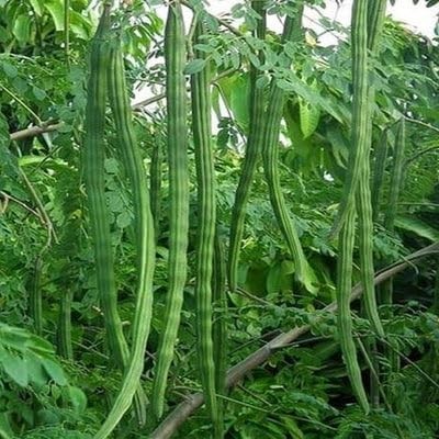 Indian Moringa Seeds High-Yield Drumstick for Home Garden, Green