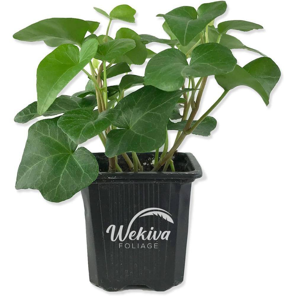 Green English Ivy-Live Plant in a 3 Inch Pot-Hedera Helix-Beautiful Easy Care Ai