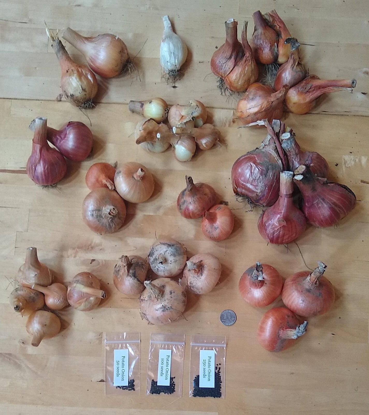 Potato Onion seeds ~ Open Pollinated Heirloom Multiplier Onions