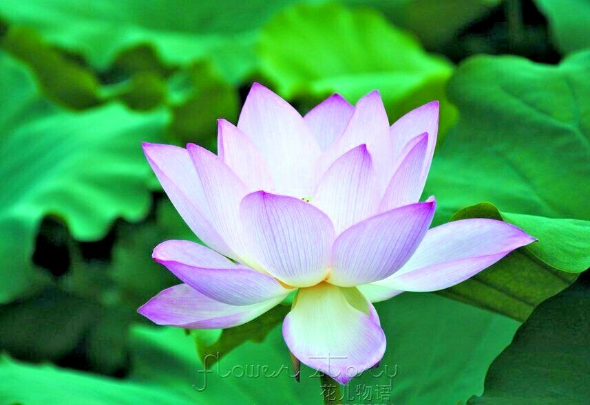 5 BLUE ENCHANTRESS LOTUS SEEDS – Nelumbo Nucifera