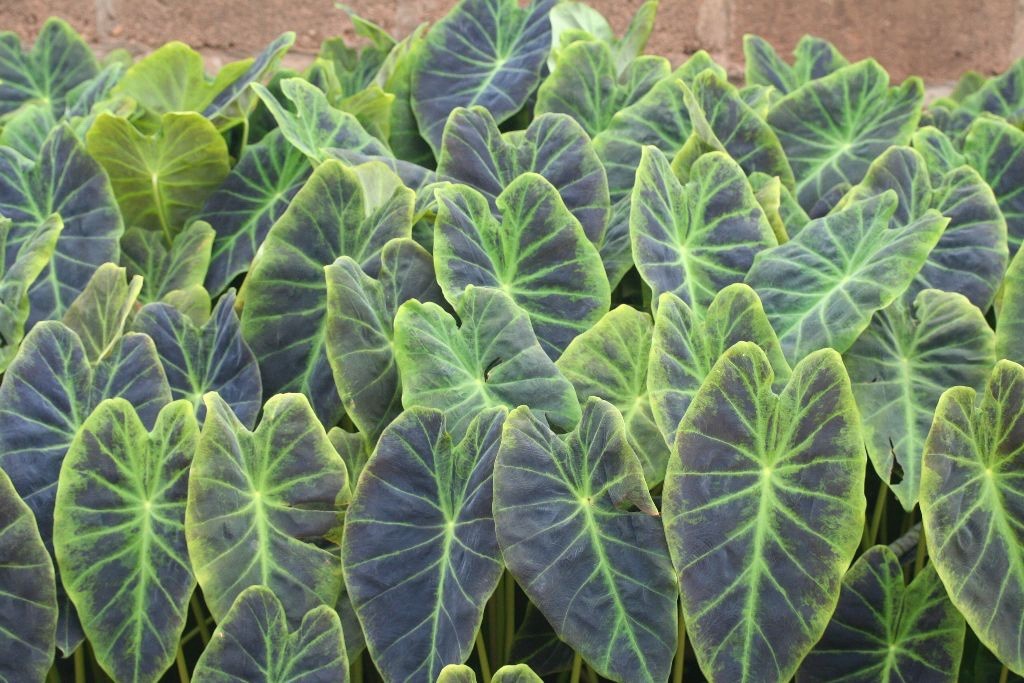 imperial Taro- Shallow Water/ Bog Plant &Free Bog Plant