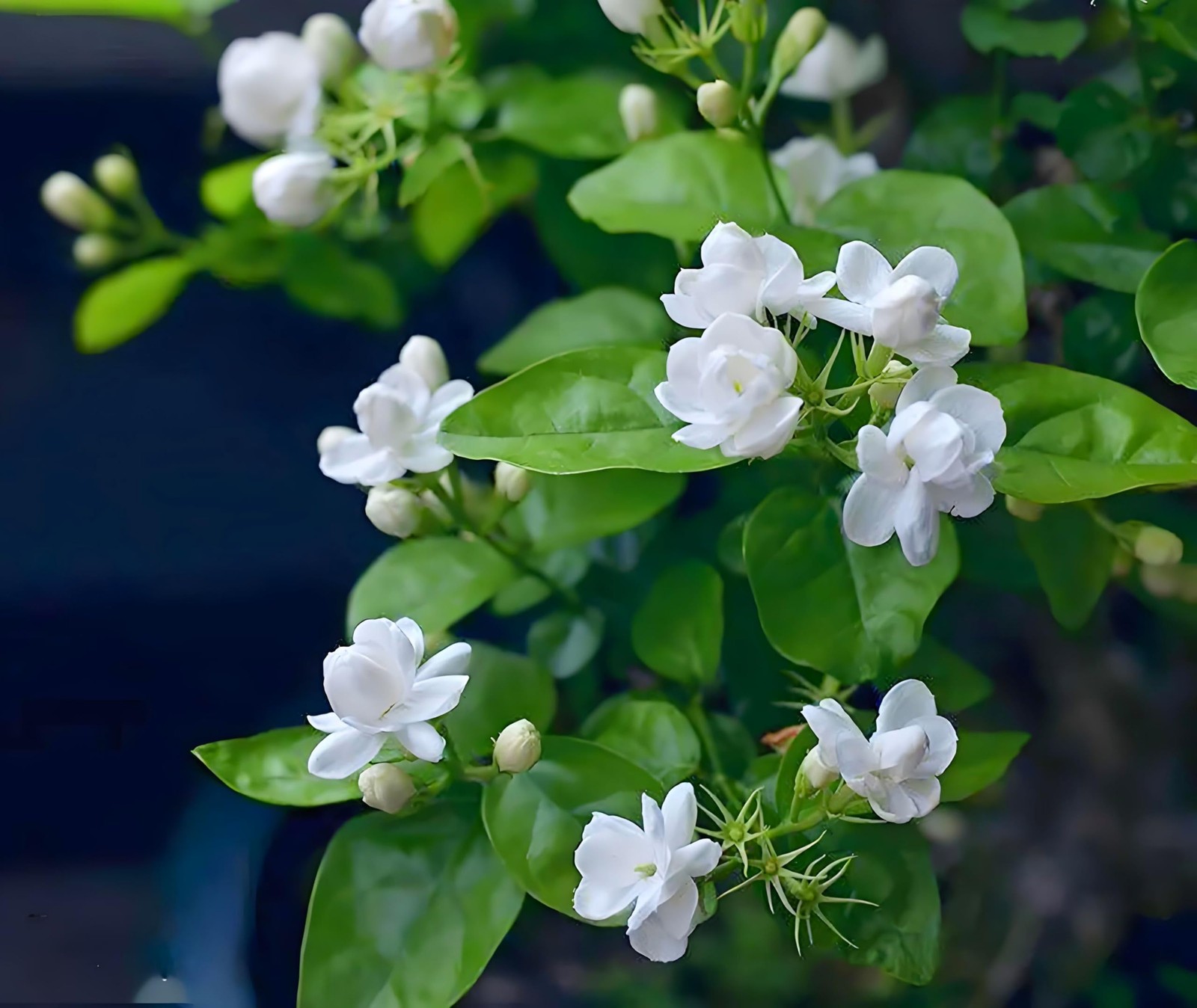 50 Pcs Jasmin Seeds for Planting Fragrant Flower Home Garden Jasmin1