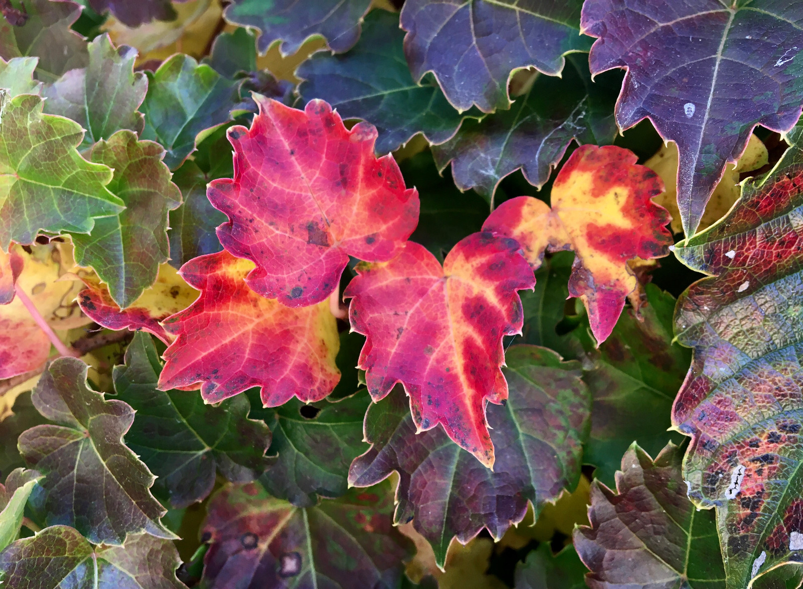 Classic Boston Ivy (Parthenocissus tricuspidata), 30 seeds – free shipping