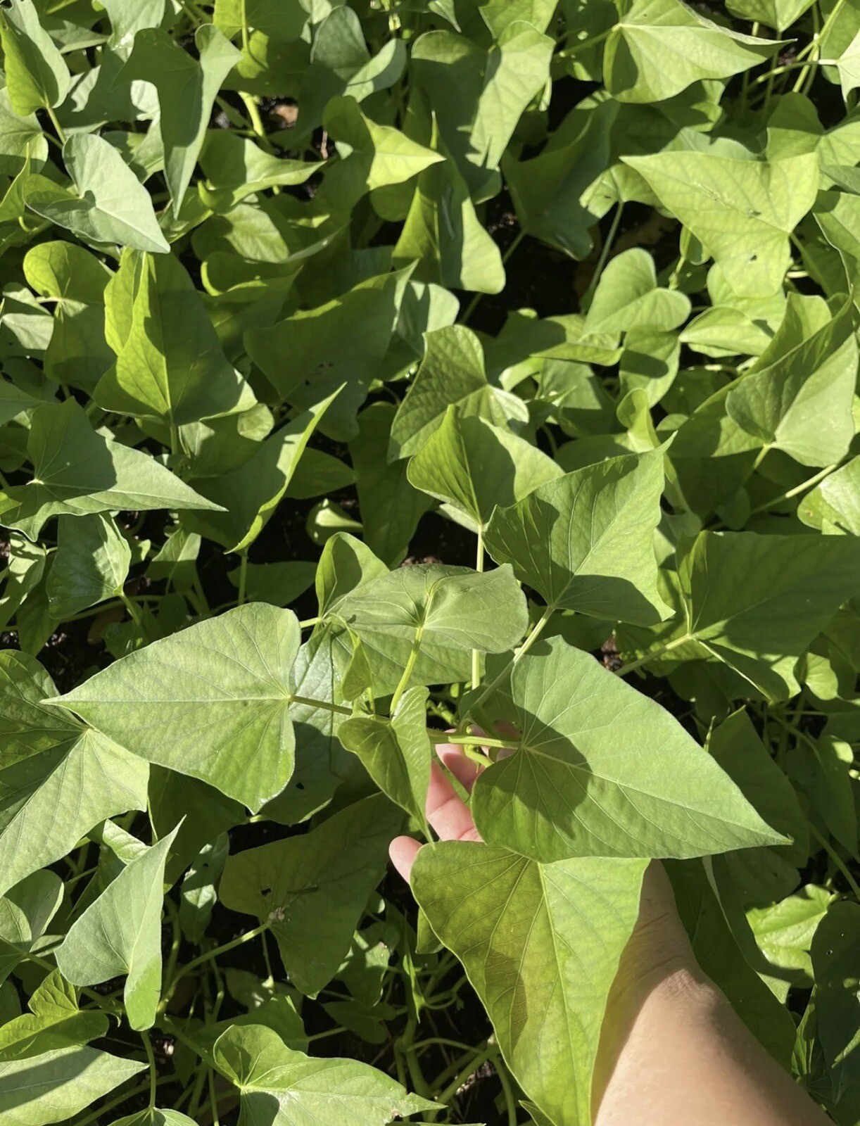 10 Okinawa Sweet Potato Slips- White And Purple Sweet Potato Slips – Khoai Lang