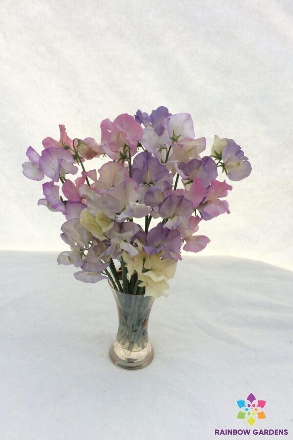 50+ Semi-grandiflora Mixture Sweet Pea Seeds for Garden – USA – FREE SHIPPING!