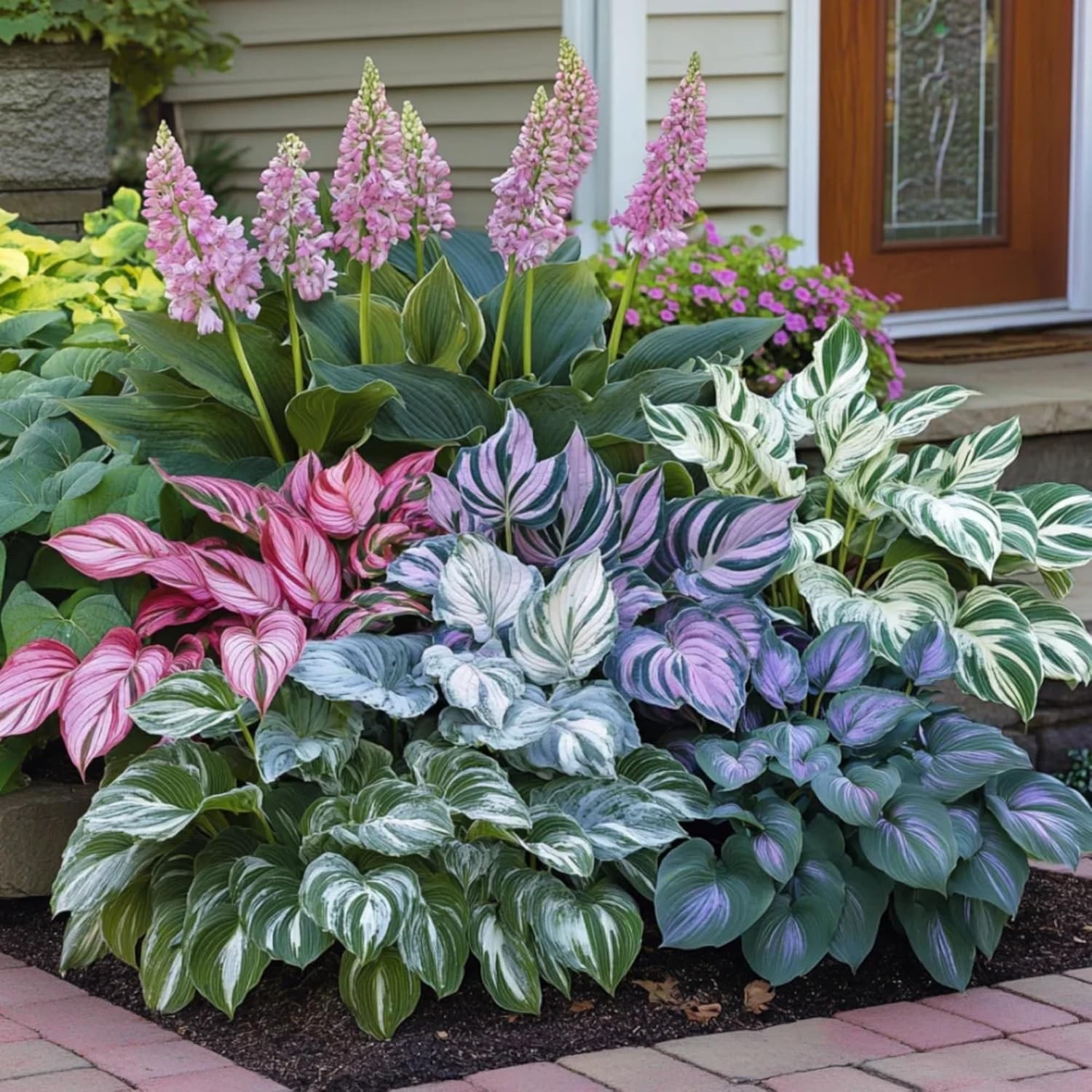 400+ Perennial Rare Hosta Seeds Heart-Shaped Bare Roots – Rich