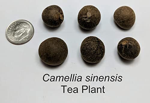 Tea Plant Seeds for Planting – 6 Seeds of Camellia Sinensis Herb Seeds – Made in