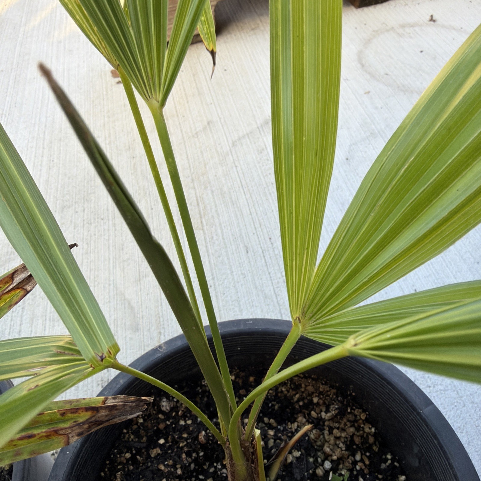 Windmill Palm 1 Gallon Pot 4 Pack