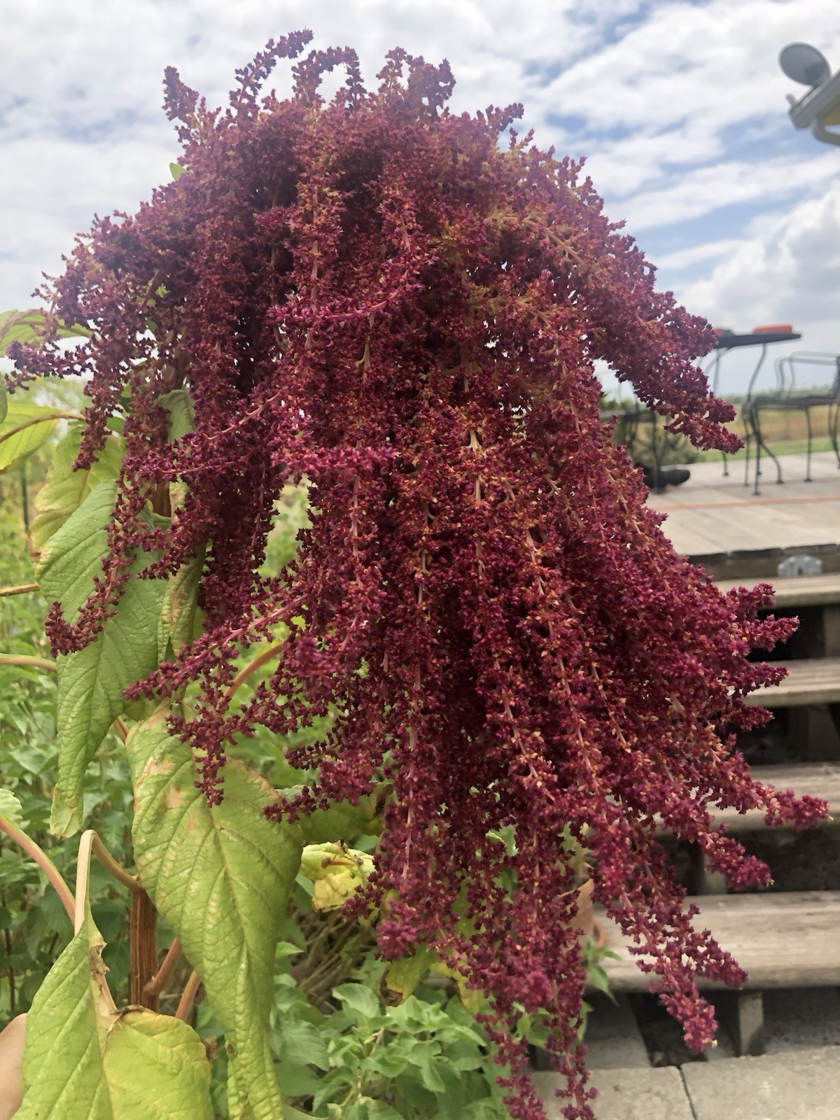 Amaranth – 100+ Fresh Seeds – Red Garnet GORGEOUS Blooms!! FREE Shipping