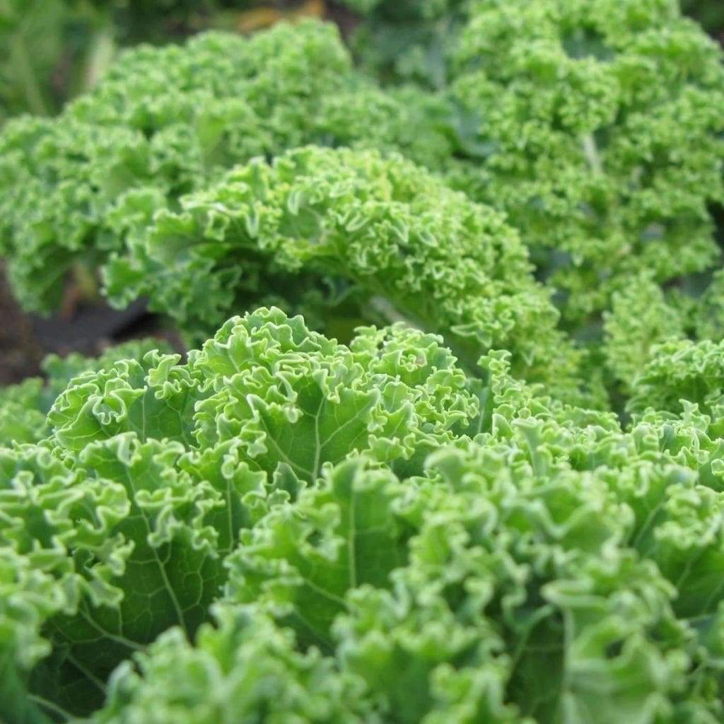 Kale Dwarf Blue Curled Seeds 500+ Vegetable NON-GMO USA SELLER FREE SHIPPING