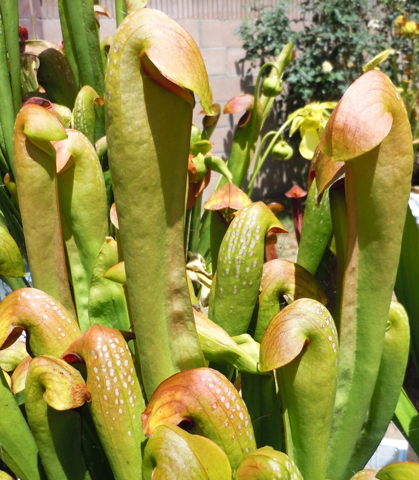 Carnivorous Plants – Sarracenia Minor (medium size)