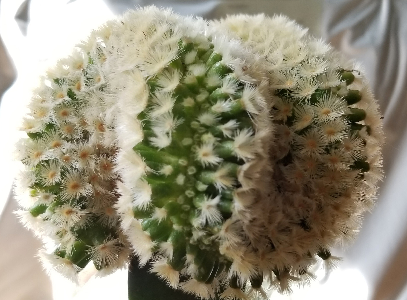 Robust, Gorgeous Mammillaria Carmanae Crest – a Must Have in any Collection