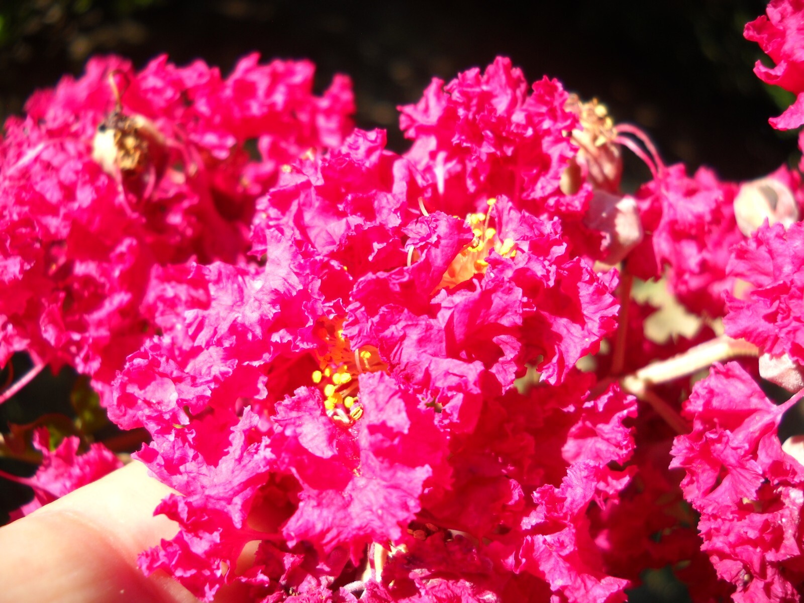 25+5 cuttings Beautiful Red Pink Raspberry Crepe Myrtle Crape Tree Lagerstroemia