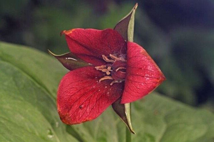 Trilliams Furroweds Erectums Barksdale’s Robin Wake Outdoors 5 Trillium Sulcatum