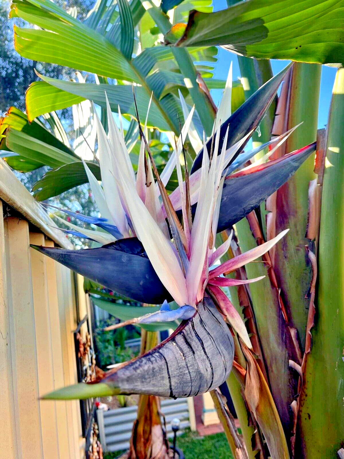 GIANT WHITE BIRD of PARADISE SEEDS (Strelitzia nicolai) Tropical Flower Plant