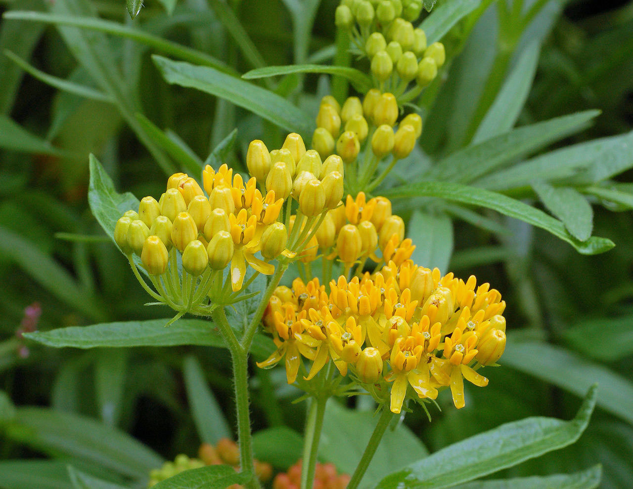 Asclepias tuberosa Hello Yellow RARE (Monarch Host Plants) 5 seeds