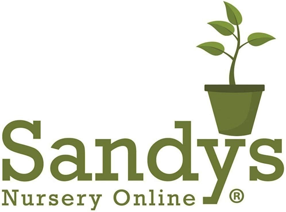 Gardenia August Beauty Starter Plant