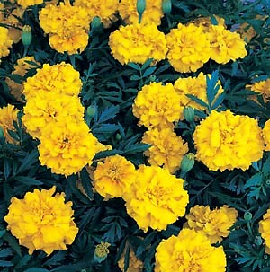 Marigold Zenith Golden Yellow 1,000 seeds