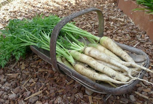 Lunar White Carrots 300 – 32,000 Seeds Coreless RARE Bulk Tastiest Wholesale