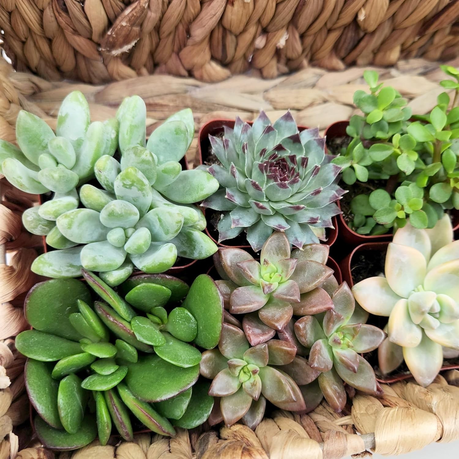 Set of 6 Potted Succulents Live House Plants Indoor Garden Decor