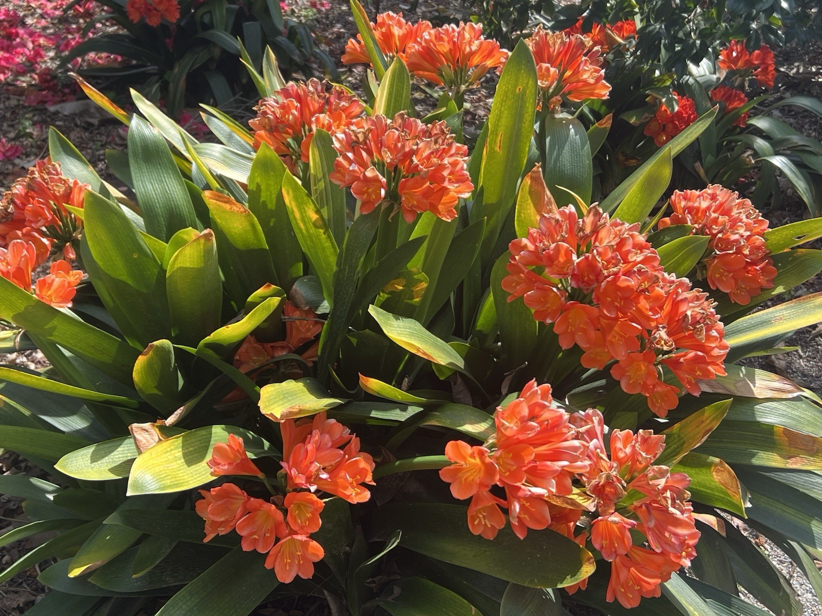 1 Clivia Miniata Bush Lily Old Plant Bare Root No Pot Orange Flower