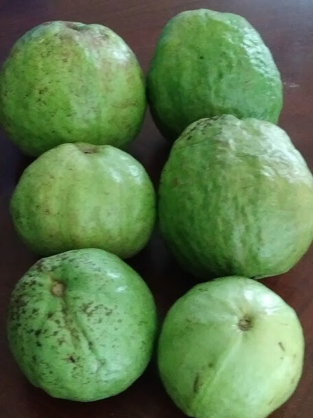 White Flesh Guava SEEDS, 20 Seeds, Fruit Seed for Home Garden