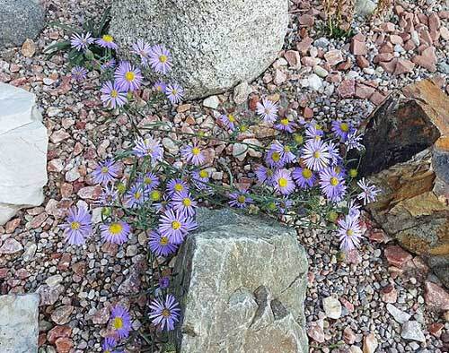 Machaeranthera bigelovii | Purple Tansy or Wild Aster | 100 Seeds