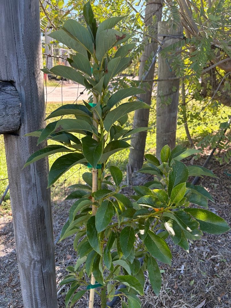 1GALGRAFTED DONNIE AVOCADO TREE (WEST INDIAN/TYPE A FLOWER MAY-JUNE) ZONES 9-11)