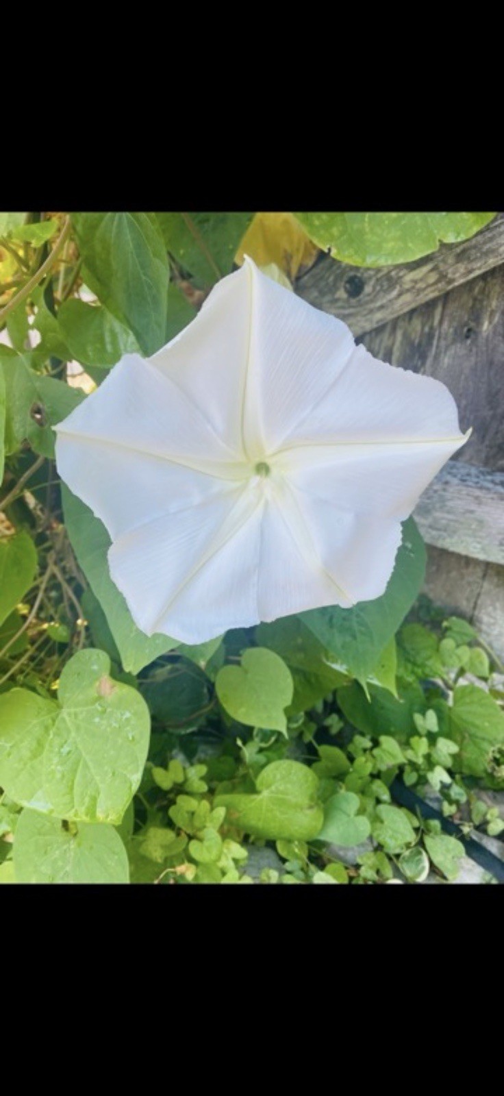 Moon Flower Live Plants